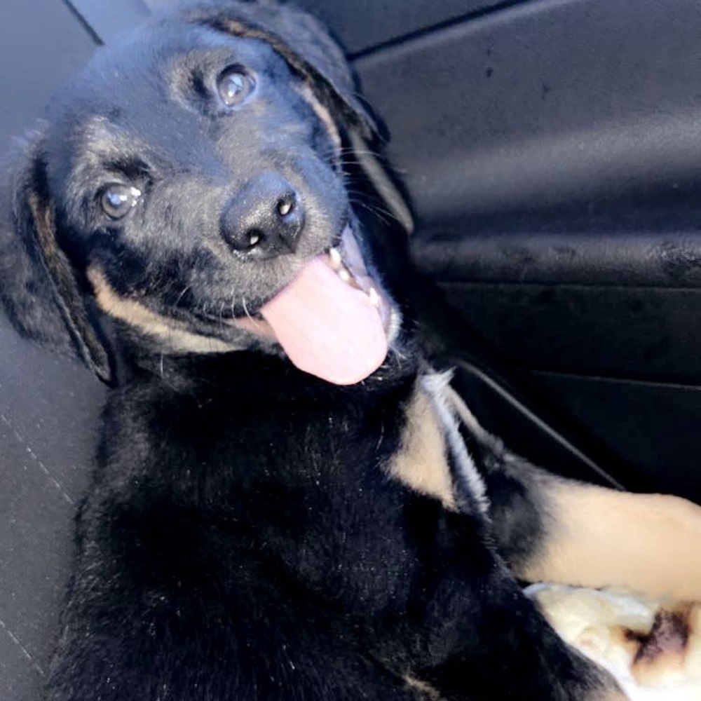 Meet your Posher, Katieann